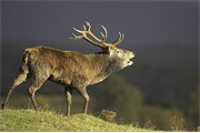 Red deer stag roaring. Scotland. October 2006. 